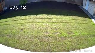 SeedSuperStore SS1000 Tall Fescue Blend Germination Time Lapse  Day 5 to 25 [upl. by Terrel596]