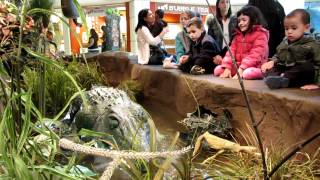 Zoe watching crocodile at Rain Forest Cafe [upl. by Ingaberg]