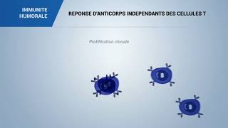 IMMUNITE HUMORALE REPONSE DANTICORPS INDEPENDANTS DES CELLULES T [upl. by Ketti]