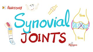 Synovial joints Diarthroses  Synovial fluid  Synovitis  Anatomy [upl. by Kciredorb]