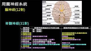 周圍神經系統腦神經與脊髓神經 [upl. by Litman]