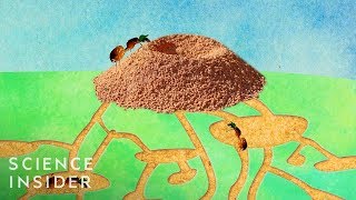 Whats Inside An Anthill [upl. by Eelidnarb27]