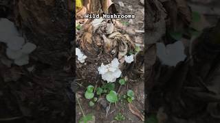 Wild Mushrooms 🍄mushroom plants naturalfoods naturally farmlife nature [upl. by Arannahs]