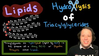 Lipids Hydrolysis of Triacylglycerides [upl. by Sherj]