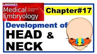 Langman Chapter17  Embryology of Head and Neck  Embryology  Dr Asif Lectures [upl. by Shermy]