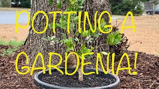 Potting a Gardenia the RIGHT way [upl. by Ulberto]