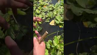 Miren lo que pesco 😱 pesca montajedemoscas fishing pescaconmosca fish pescamosca carpfishing [upl. by Oiramad]