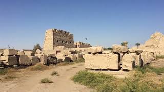 Swifts or Swallows at Karnak Temple Luxor Egypt [upl. by Doane]