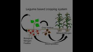 Introduction Of Azospirillum biofertilizer [upl. by Tania]