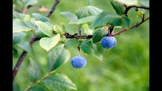 Effect of Whortleberry fruit hydroalcoholic extract on type 2 diabetes [upl. by Shayn]