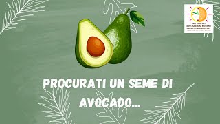 Procurati un seme di avocado [upl. by Joed]