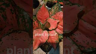 Best Aglaonema varieties for your indoor garden homegarden aglaonemaplants plantaplant plants [upl. by Kohl911]