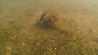 BassLabs Fishing Freview  S amp M Weedless Bucktail Jig 18 oz Underwater Footage [upl. by Cohin345]