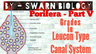 Grades in Leucon Type Canal System  Leucon type Canal System Grades [upl. by Nesnaj]