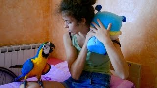 JEALOUS macaw Pappagallo geloso [upl. by Nylra]