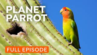 Wild Parrots Taking Over Your City  Full Documentary [upl. by Enale]