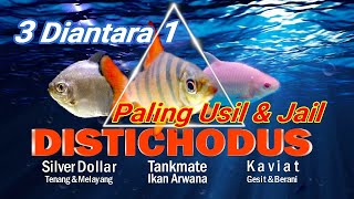 3 Diantara 1 Tankmate Arwana Paling Usil dan Jail  Kaviat  Silver Dollar  Distichodus [upl. by Aun]