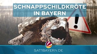 Mehr Schnappschildkröten nach Hochwasser Gefährlich oder harmlos [upl. by Peoples117]