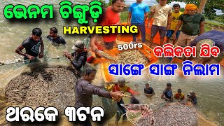 ଗଡିଆ ସାରା ଚିଙ୍ଗୁଡ଼ି😱  Vannamei Prawn Harvesting 🦐  Bahabalpur Fish HarbourBaleswar [upl. by Ardnauqal614]