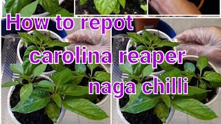 How to repot carolina reaper naga chilli [upl. by Nohtahoj615]