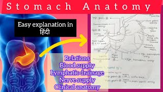 Stomach Anatomy 22  abdomen anatomy bdc easy explanation with handwritten notes 📚✅ [upl. by Asilehc]