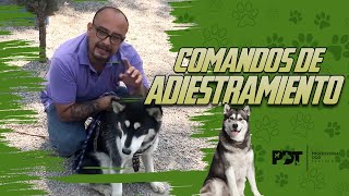 Consejos de Adiestramiento para HUSKY  Professional Dog Training [upl. by Ahtelra800]