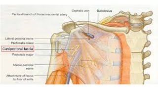 CLAVIPECTORAL FASCIA [upl. by Yekcim]