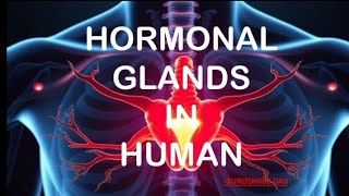 hormonal glands in human  biology hormones glands biology eduguide lifescience education [upl. by Shulem723]