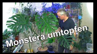 Zimmerpflanzen Spezial Monster Monstera deliciosa umtopfen im mineralisches Substrat Vulkaflor [upl. by Piwowar607]