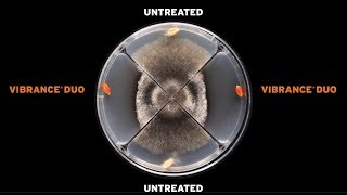 The effect of VIBRANCE™ Duo on Rhizoctonia Spp [upl. by Summer389]