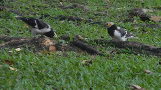 two blackcollared starlings and the rain season [upl. by Beck273]