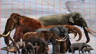 Size Comparison of Elephants ll Extinct and Living [upl. by Troyes292]