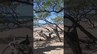 Playa Avellanas Costa Rica Beach costarica [upl. by Aicyle576]