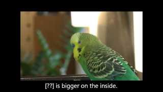 A Parakeet is Bigger on the Inside [upl. by Ecirtap501]