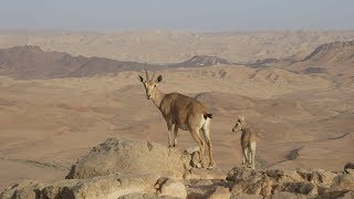 Mitzpe Ramon  Israel [upl. by Kielty]