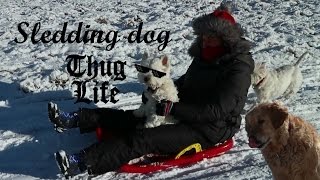 Sledding dog  Wonders of Winter n°1  Canon EOS M10LAMAX X8 Video Test [upl. by Aceissej]