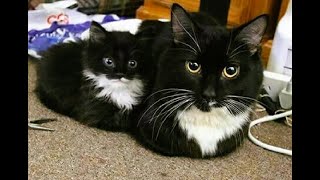 funniest cats funny cat compilation hilarious animal moments 2024 cat stories 48fun starter [upl. by Drus]