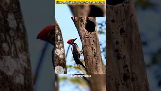 How Woodpeckers Survive 1400g force [upl. by Cissiee]