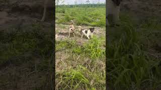 shihtzu Dog Barking Shih Tzu barking dogs shihtzupuppies [upl. by Chud]