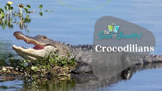 Crocodilians  Reptiles Amphibians and Fish  The Good and the Beautiful [upl. by Hourigan]