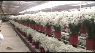 Gypsophila farm visit FLOWEX 2016 [upl. by Lyrac]