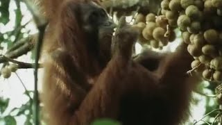 Orangutans Feeding in the Trees  Wild Indonesia  BBC Earth [upl. by Leafar]