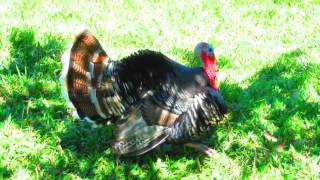 Pavo Comun Macho Meleagris gallopavo  Common male turkey [upl. by Schroer533]