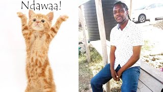 Funny Cat Dancing Manzala by Kativui [upl. by Yentihw]