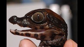 The smallest pet crocodiles in the world [upl. by Enyawed]