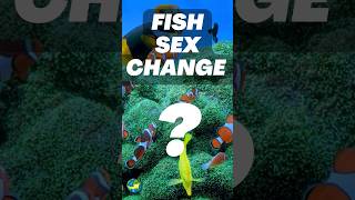 Fish Sex Change possible fish sex hermaphroditism sequentialhermaphroditism shorts viral [upl. by Weitzman]