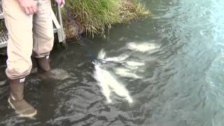 Sockeye salmon fishing on the Kenai River August 2012 HD [upl. by Evadne358]