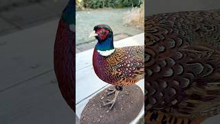 Pheasant Taxidermy taxidermy taxidermist pheasants [upl. by Necyla]