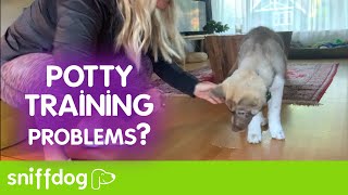 Foolproof New Puppy Potty Training Video [upl. by Aiuqcaj227]