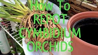 Easy Orchid Care Tips  How To REPOT a root bound CYMBIDIUM ORCHID in under 10 minutes [upl. by Tillie]